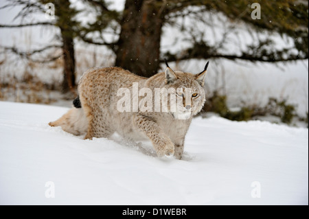 Eurasian lynx (Lynx lynx), captive raised specimen, Bozeman Montana, USA Stock Photo