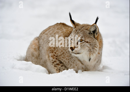 Eurasian lynx (Lynx lynx), captive raised specimen, Bozeman Montana, USA Stock Photo