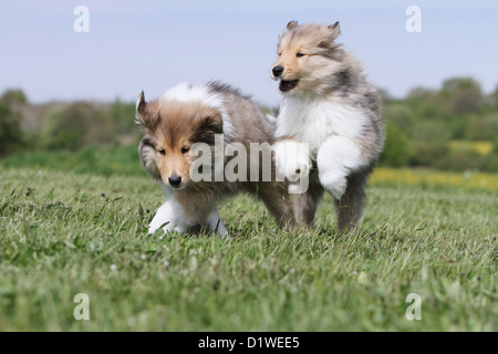 Dog Rough Collie / Scottish Collie two puppies (sable-white) running in a meadow Stock Photo
