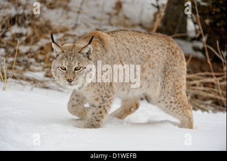 Eurasian lynx (Lynx lynx), captive raised specimen, Bozeman Montana, USA Stock Photo