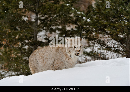 Eurasian lynx (Lynx lynx), captive raised specimen, Bozeman Montana, USA Stock Photo