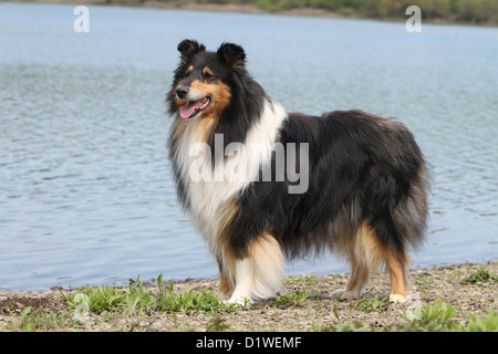 Dog Rough Collie / Scottish Collie adult standing (tricolor) profile Stock Photo
