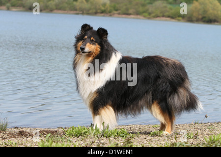 Dog Rough Collie / Scottish Collie adult standing (tricolor) profile Stock Photo