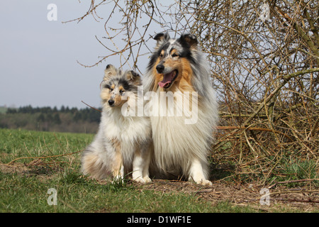 Dog Rough Collie / Scottish Collie adult and puppy (blue Merle) Stock Photo