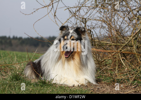 Dog Rough Collie / Scottish Collie adult (blue Merle) lying in a meadow Stock Photo