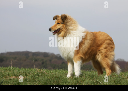 Dog Rough Collie / Scottish Collie adult standing (sable white) Stock Photo