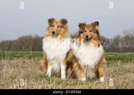 Dog Rough Collie / Scottish Collie two adults (sable white) sitting in a field Stock Photo