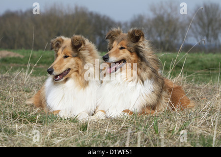 Dog Rough Collie / Scottish Collie two adults (sable white) lying in a field Stock Photo