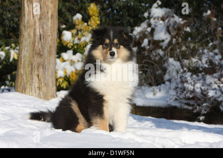 Dog Rough Collie / Scottish Collie puppy (tricolor) sitting in snow Stock Photo
