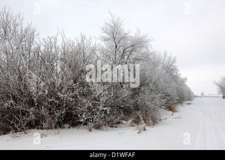 hoar frost on trees and hedges by the side of the road during winter Forget Saskatchewan Canada Stock Photo