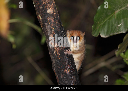 Brown mouse lemur at dusk in Madagascar Stock Photo