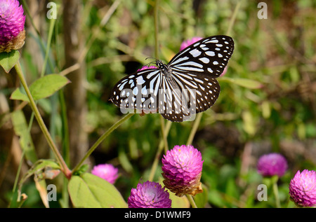 beautiful Pale Blue Tiger butterfly (Tirumala limniace) on flower near the road track Stock Photo