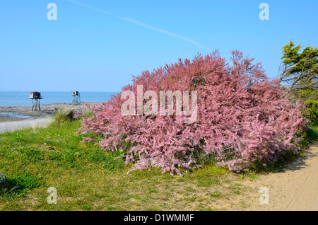 Tamarix on the coastline of Saint Michel Chef Chef in France with the fishing carrelets on the background Stock Photo