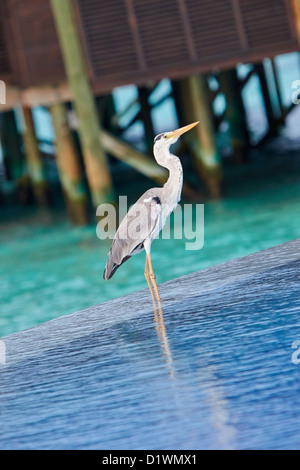 Grey heron (Ardea Cinerea) standing in an infinity pool in the Maldives Stock Photo
