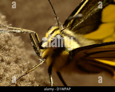Swallowtail butterfly Stock Photo