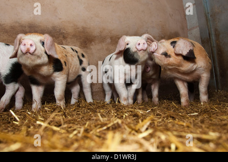 Oxford sandy and black piglets in weening pens Stock Photo