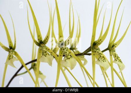 Orchid Brassia verrucosa native from central and southern America Stock Photo