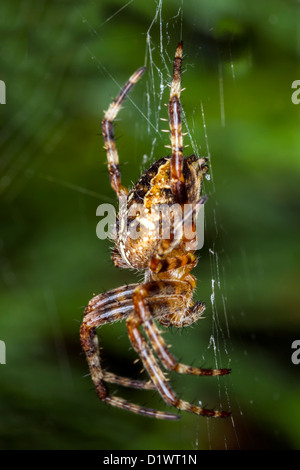 Garden spider hanging in web Stock Photo