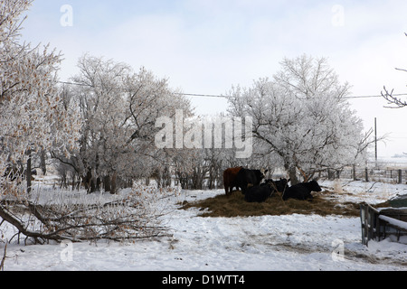 feed and fresh grass laid out for cows on winter farmland Forget Saskatchewan Canada Stock Photo