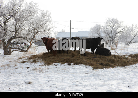 feed and fresh grass laid out for cows on winter farmland Forget Saskatchewan Canada Stock Photo