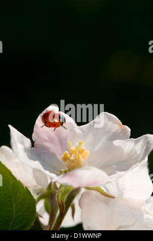 Sweet ladybird sitting on a beautiful white apple blossom. Copy space. Stock Photo
