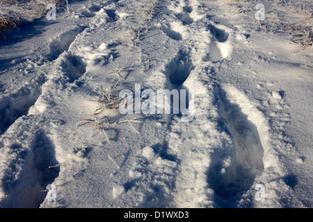 two sets of fresh footprints crossing deep snow in field Forget Saskatchewan Canada Stock Photo