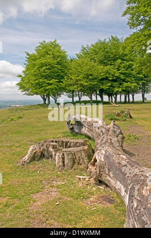 Attractive beech copse on Cothelsone Hill at the southern end of the Quantock Hills in Somerset Stock Photo