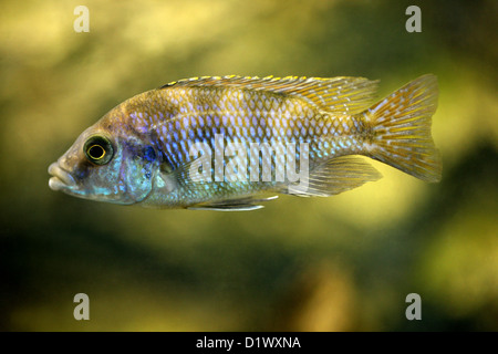 African Cichlid, Aulonocara Blue Gold, Aulonocara korneliae, Cichlidae, Perciformes, Chordata. Freshwater Fish from Lake Malawi. Stock Photo