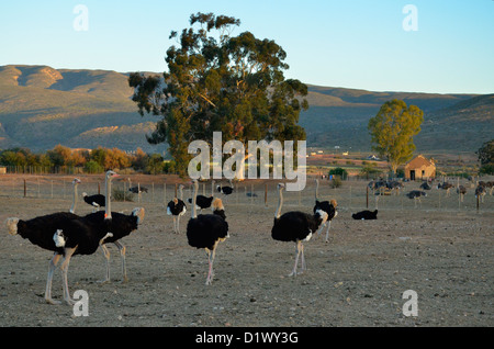 Male ostriches in black plumage on ostrich farm near Calitzdorp, Klein Karoo, South Africa Stock Photo