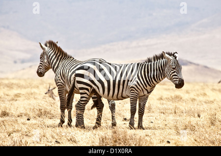 Zebra in Ngorongoro Crater;Tanzania;East Africa;Africa;Tanzania Stock Photo