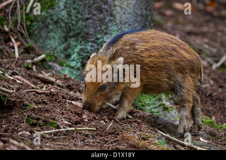 Wild boar (Sus scrofa) piglet digging up food in the soil with its snout in forest in the Belgian Ardennes, Belgium Stock Photo