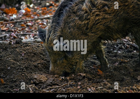 Wild boar (Sus scrofa) digging up food in the soil with its snout in forest in the Belgian Ardennes, Belgium Stock Photo