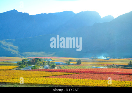 Late afternoon light on blue Matroosberg mountains, yellow autumn colours of vineyards in the Hex river Valley, South Africa Stock Photo
