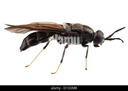 black soldier fly species Hermetia illucens Stock Photo
