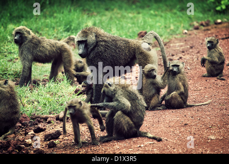 Group of Baboon monkeys in African bush. Lake Manyara National Park in Tanzania Stock Photo