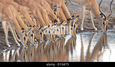 Black-faced Impala drinking Stock Photo