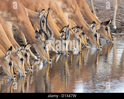 Herd of endangered Blackfaced Impala drinking in Namibia Stock Photo