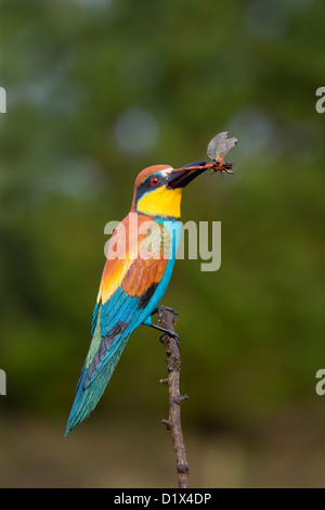 Carving of a Bee Eater by Mike Wood; UK Stock Photo