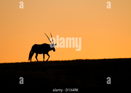 Silhouetted Gemsbok in Namib-Naukluft National Park, Namibia Non-exclusive usage agreed for an on-line magazine (Aug 2014) Stock Photo