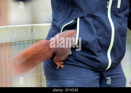 Red Squirrel; Sciurus vulgaris; Looking in a Pocket; Escot; UK Stock Photo