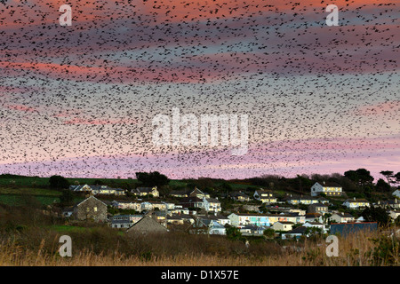 Starling Roost; Sturnus vulgaris; Marazion; Cornwall; UK Stock Photo