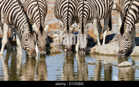 Zebra drinking at waterhole in Etosha National Park, Namibia Stock Photo
