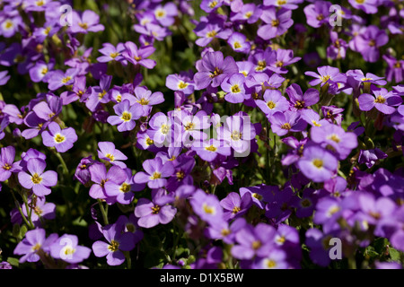 little purple flower (Impatiens ) as background Stock Photo