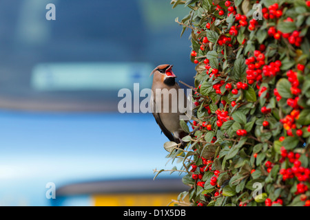 Waxwing; Bombycilla garrulus; Eating a Cotoneaster Berry; Falmouth; Cornwall; UK; Winter Stock Photo