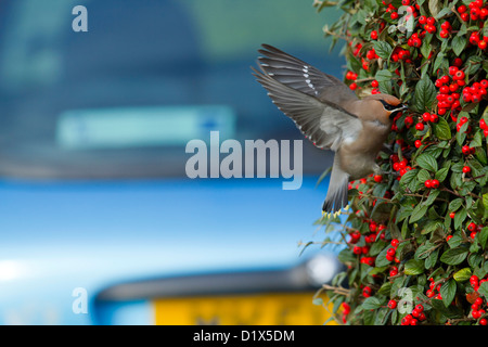 Waxwing; Bombycilla garrulus; Eating a Cotoneaster Berry; Falmouth; Cornwall; UK; Winter Stock Photo