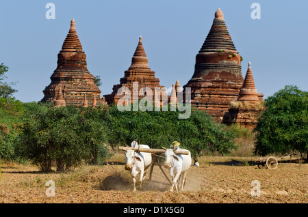Ox cart ploughing the furrow with temples in background, Bagan, Myanmar Stock Photo