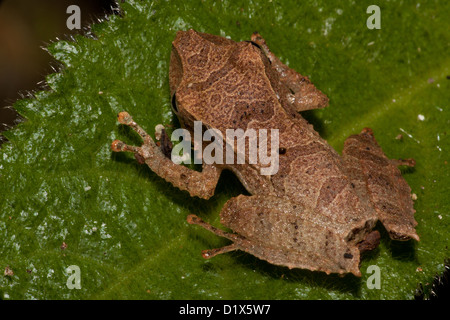 Leaf litter toad in Altos de Campana national park, Panama province, Republic of Panama. Stock Photo