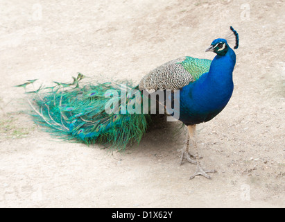 Peacock bird animal blue hi-res stock photography and images - Alamy