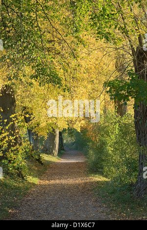 Trail with Shade and Low Light in the Woods Stock Photo