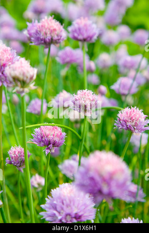 Close up of a garlic flowers in a garden Stock Photo